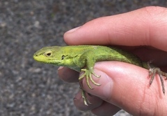Liolaemus cyanogaster