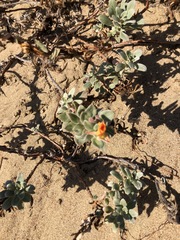 Camissoniopsis cheiranthifolia cheiranthifolia