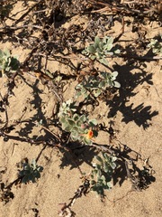 Camissoniopsis cheiranthifolia cheiranthifolia