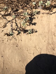Camissoniopsis cheiranthifolia cheiranthifolia