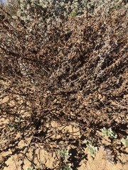 Camissoniopsis cheiranthifolia cheiranthifolia