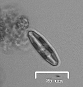 Naviculales