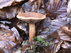 Lactarius subdulcis