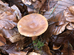 Lactarius subdulcis