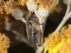 Anoxia scutellaris