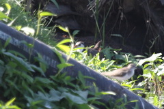 Amaurornis phoenicurus