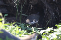 Amaurornis phoenicurus