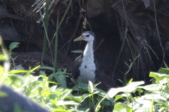 Amaurornis phoenicurus