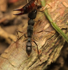 Harpegnathos venator