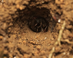 Harpegnathos venator