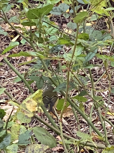 Ruby-crowned Kinglet photographed in Oregon