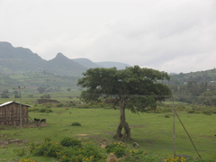Magnoliopsida