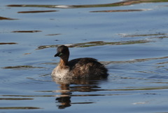 Tachybaptus ruficollis