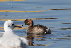 Tachybaptus ruficollis