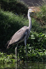 Ardea cinerea