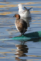Tachybaptus ruficollis