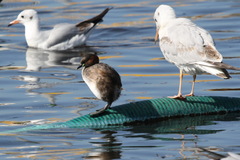 Tachybaptus ruficollis