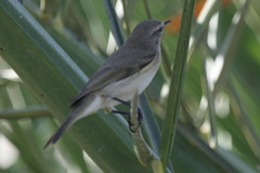Phylloscopus collybita