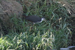 Amaurornis phoenicurus