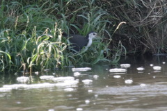 Amaurornis phoenicurus