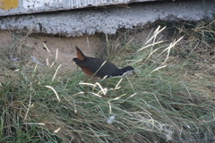 Amaurornis phoenicurus