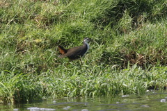 Amaurornis phoenicurus