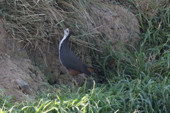 Amaurornis phoenicurus