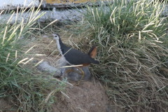 Amaurornis phoenicurus