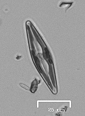 Naviculales