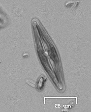 Naviculales