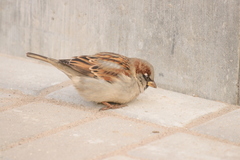 Passer domesticus