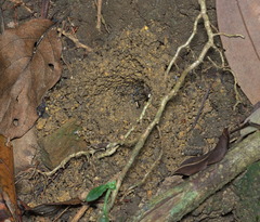 Harpegnathos venator