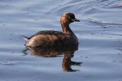 Tachybaptus ruficollis