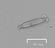 Naviculales