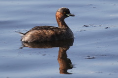 Tachybaptus ruficollis