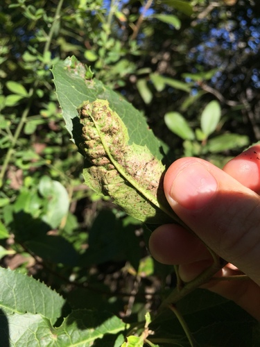toyon gall thrips