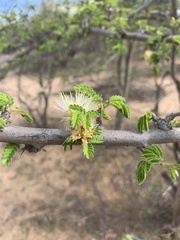 Albizia forbesii