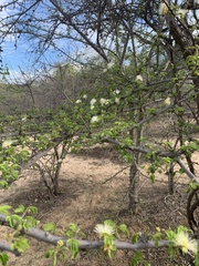 Albizia forbesii