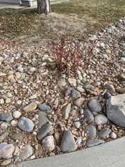 Magnoliopsida