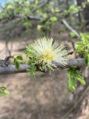 Albizia forbesii
