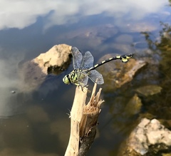 Sinictinogomphus clavatus