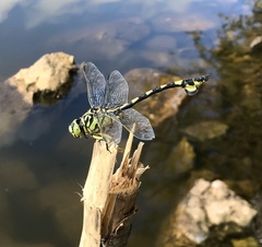 Sinictinogomphus clavatus