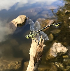 Sinictinogomphus clavatus