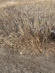Poaceae