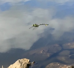 Sinictinogomphus clavatus