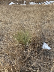 Yucca glauca