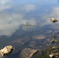 Sinictinogomphus clavatus