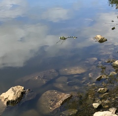 Sinictinogomphus clavatus