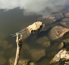 Sinictinogomphus clavatus