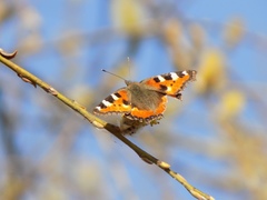 Aglais urticae